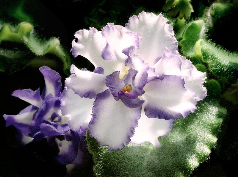 Цветы на моем окнеphoto preview