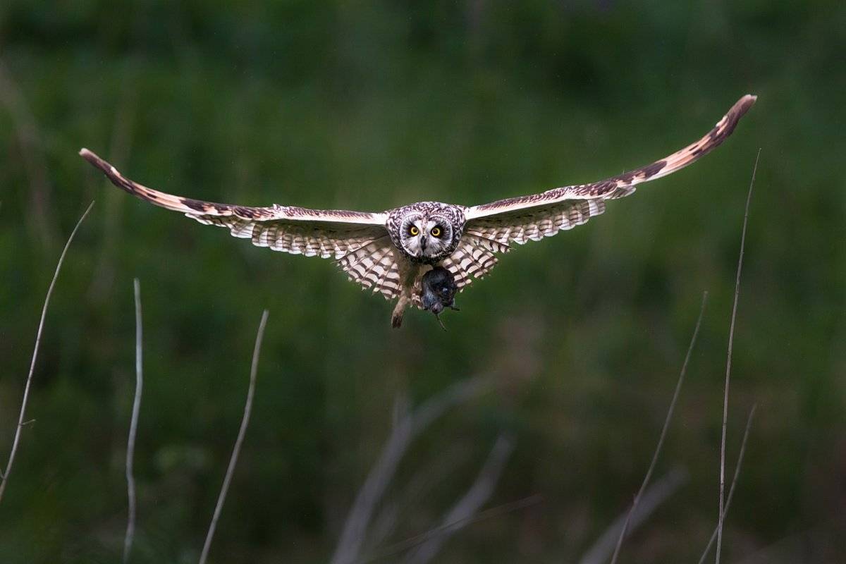 , Вилюнов Дмитрий