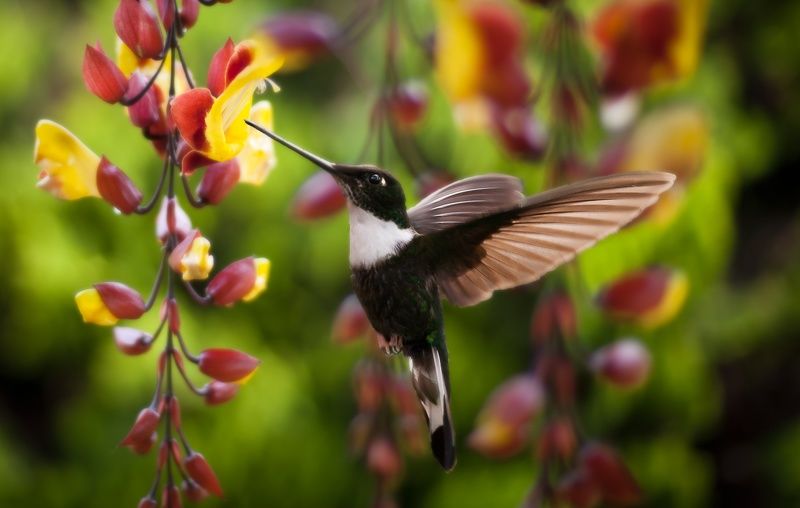 уно мохито пор фавор...photo preview