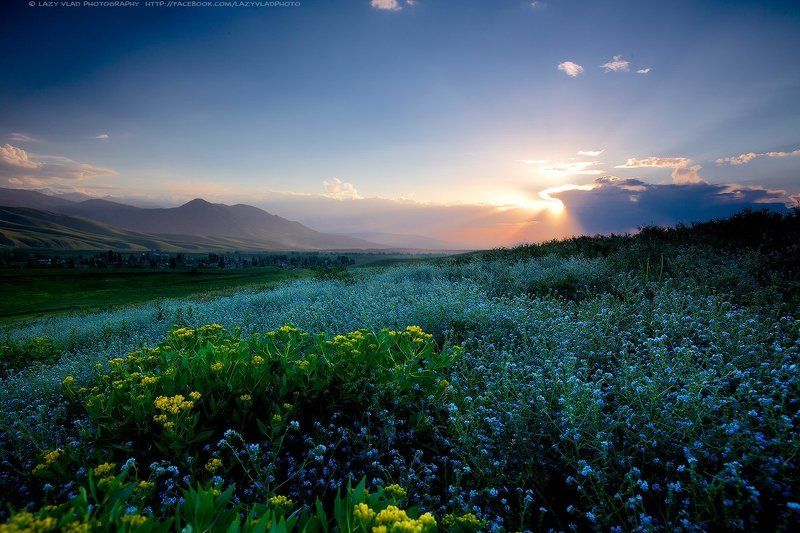 Весенний цветphoto preview