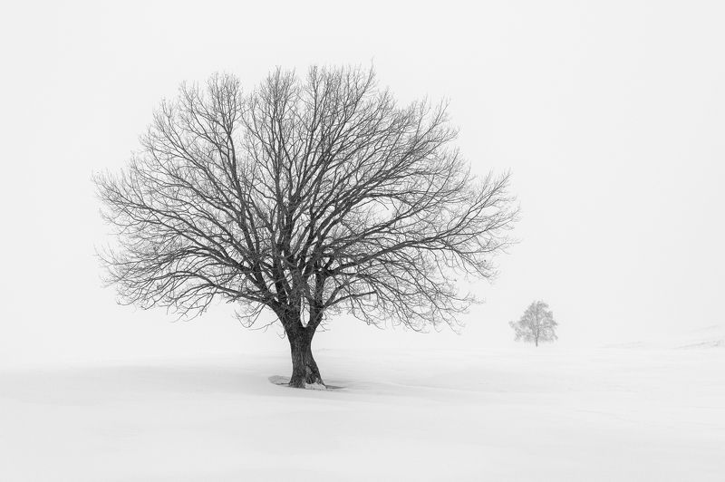 Мысли её  всё  о дубеphoto preview