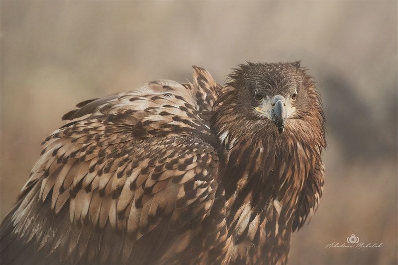 Bielik (Haliaeetus albicilla)photo preview
