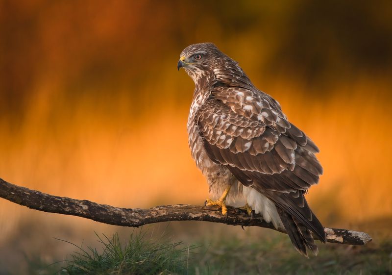 bird, birds, birdsofpray, raptors, buzzard, forest, dusk, action, nature, wildlife, animals Perfect sunsetphoto preview