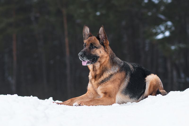 собака, животное, dog, немецкая овчарка, овчарка Бритниphoto preview