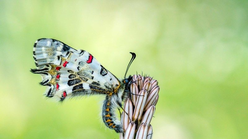 fisto,butterfly,eastern festoon,kelebek Eastern Festoonphoto preview