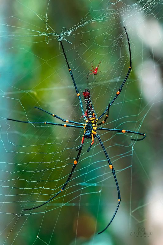 spider, big, animal, nephila, clavipes, outside, macro, focus, forest, female, long legs, nature, natural The Nephila spiderphoto preview