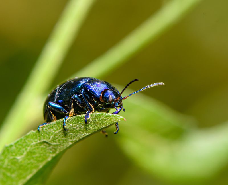 bug, beetle, blu, animal, insect Cobalt milkweed beetlephoto preview