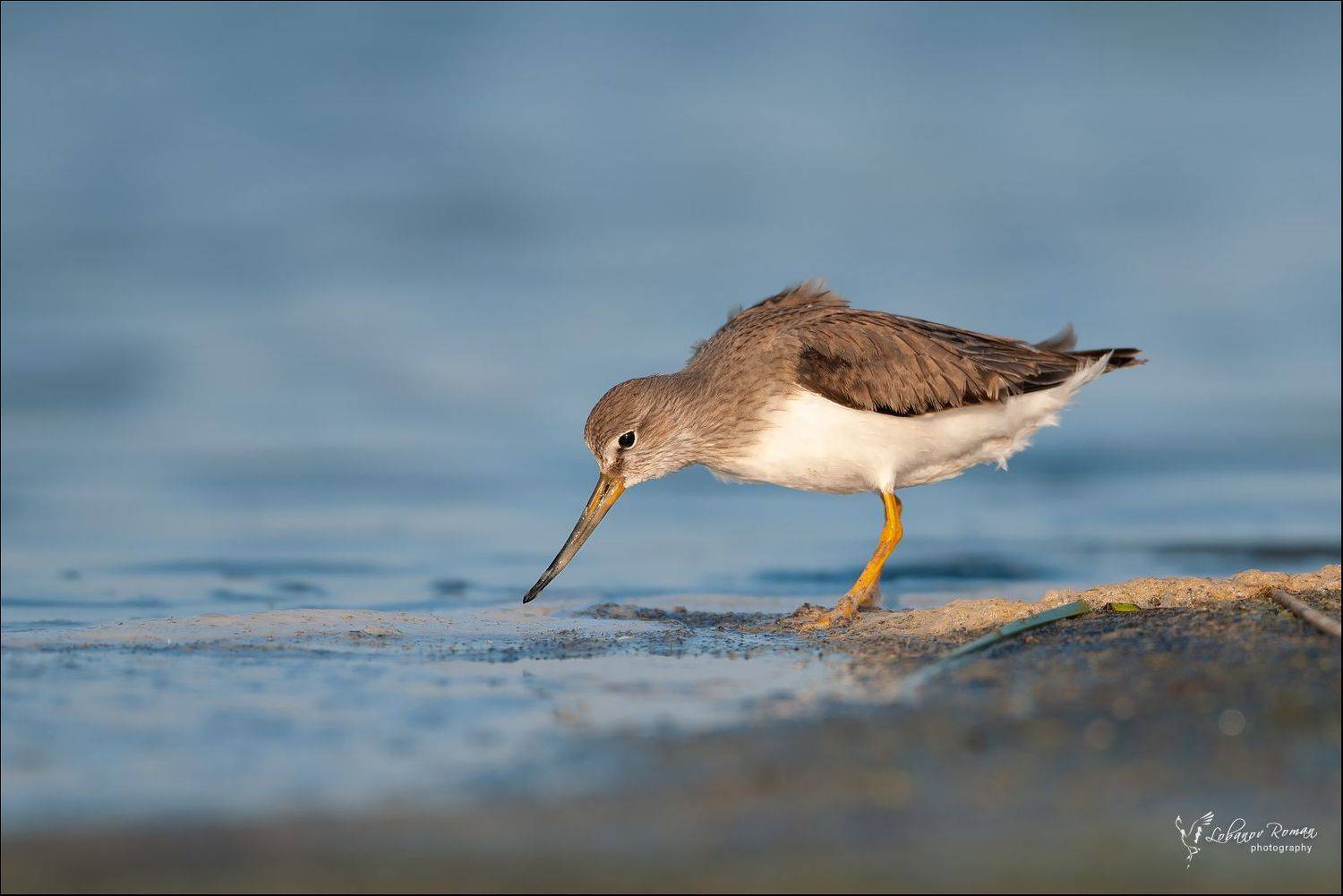 "Выбор". Автор: Lobanov Roman , Lobanov Roman
