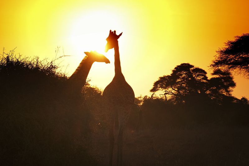 Romancephoto preview