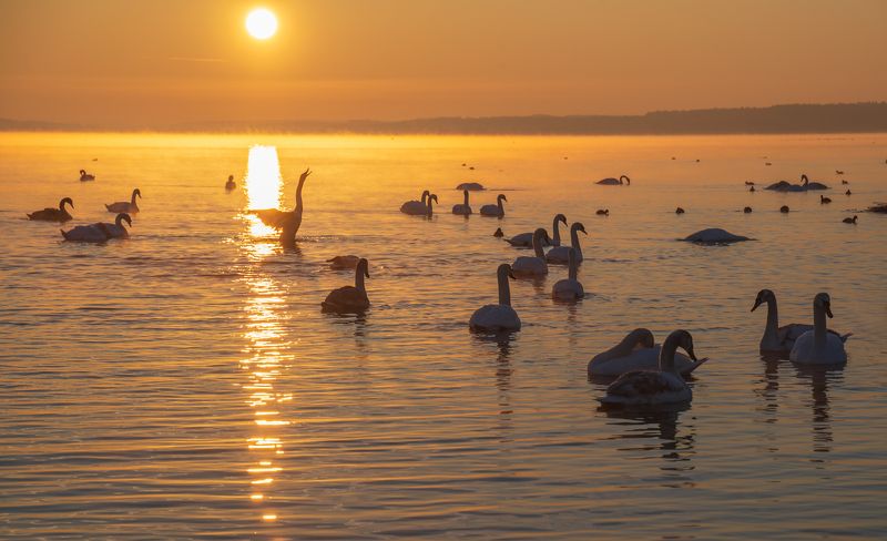 лебединый рассвет...photo preview