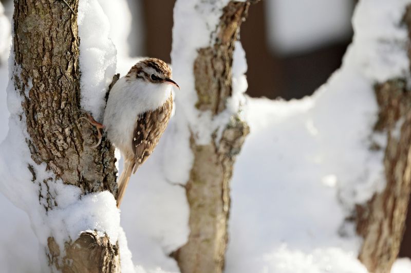 птицы, природа, пищуха Обыкновенная пищухаphoto preview