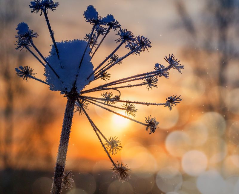 Зимний цветочекphoto preview