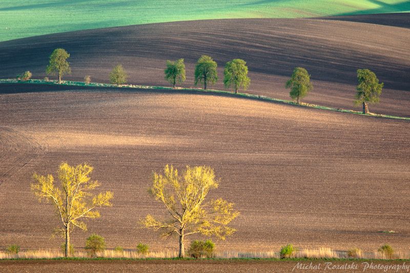 hills, ,tress, ,shadows, ,spring, ,sunset, ,light, ,moravia Chestnut alleyphoto preview