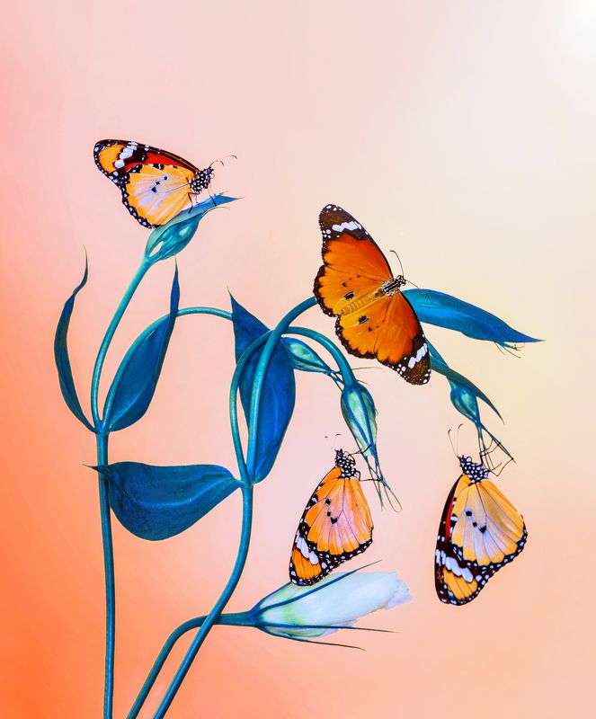 macro, butterfly, nature, summer, flower, beautiful, insect, beauty, seasonal, moth, lepidoptera, arthropod, color, wing, background, natural, spring, plant, colorful, season, floral, wildlife, animal, flora, monarch, orange, wild, close, detail, bug, out FAMILYphoto preview