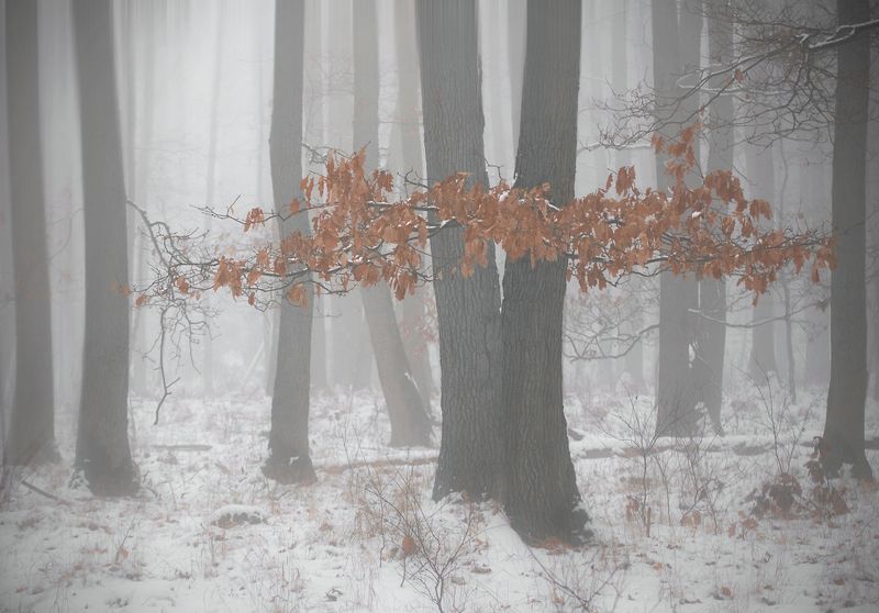 fog hour...photo preview