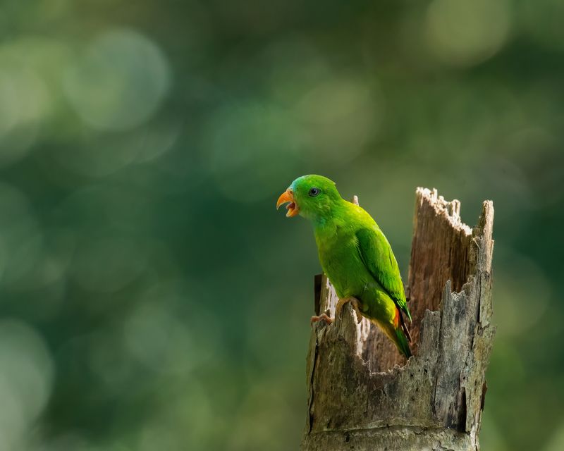 Kerala,India,Birds,Nikon I am hungry!photo preview