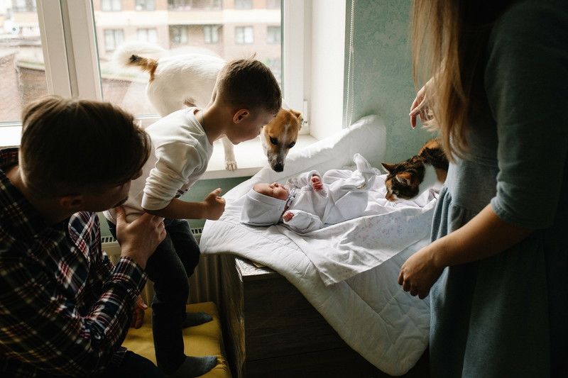 выписка, роддом, новорожденный, младенец, животные, собака, кошка,  Знакомятсяphoto preview