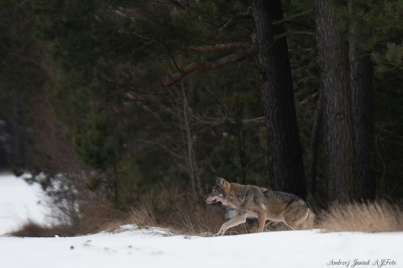 wilk - Puszcza Białowieskaphoto preview