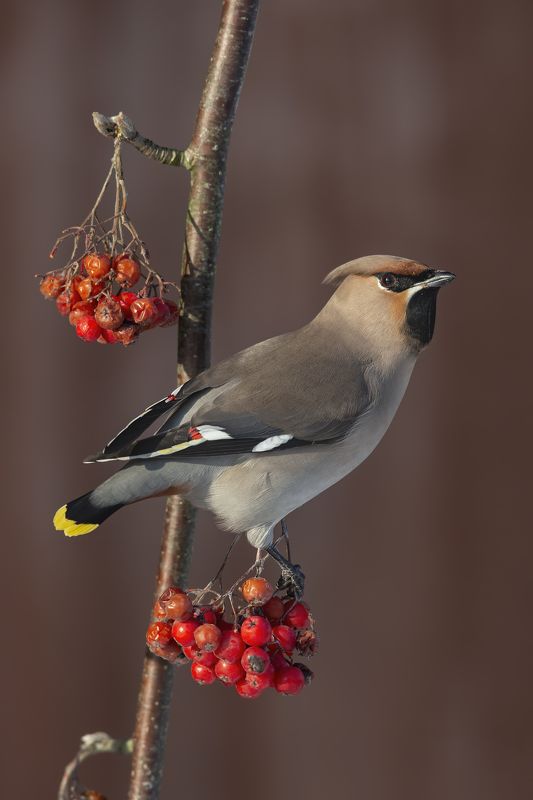 Bohemian Waxwing, Europäischer Seidenschwanz, Обыкновенный свиристель (Bombycilla garrulus)photo preview