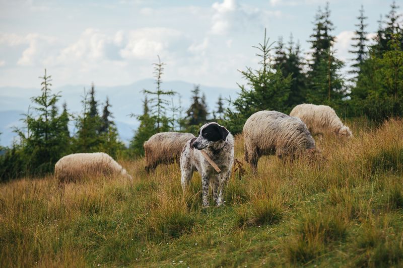 Пастухиphoto preview