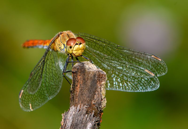 diplacodes bipunctata, dragonfly, insect, animal, wild, macro Diplacodes bipunctataphoto preview