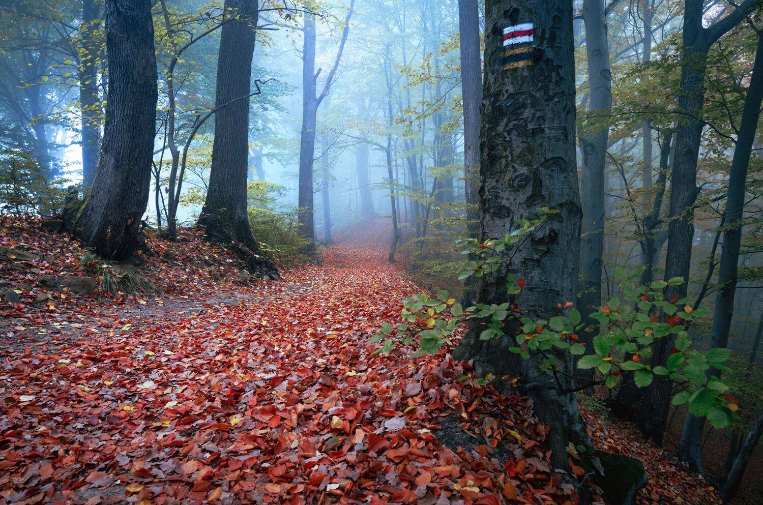 ,  Mirosław Pruchnicki