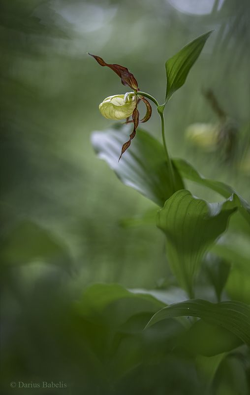 Башмачок настоящийphoto preview