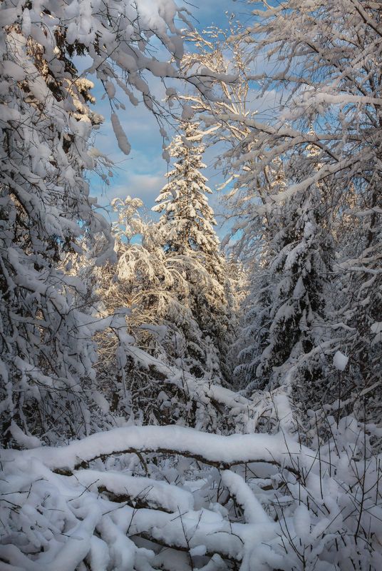 снег, лес, зима, солнце, мороз, бурелом, елка Спящий лесphoto preview