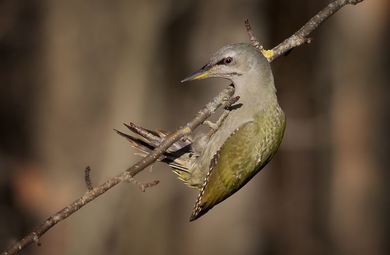 Grey-headed Woodpecker (Picus canus)photo preview