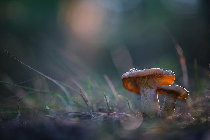 Лисичкиphoto preview