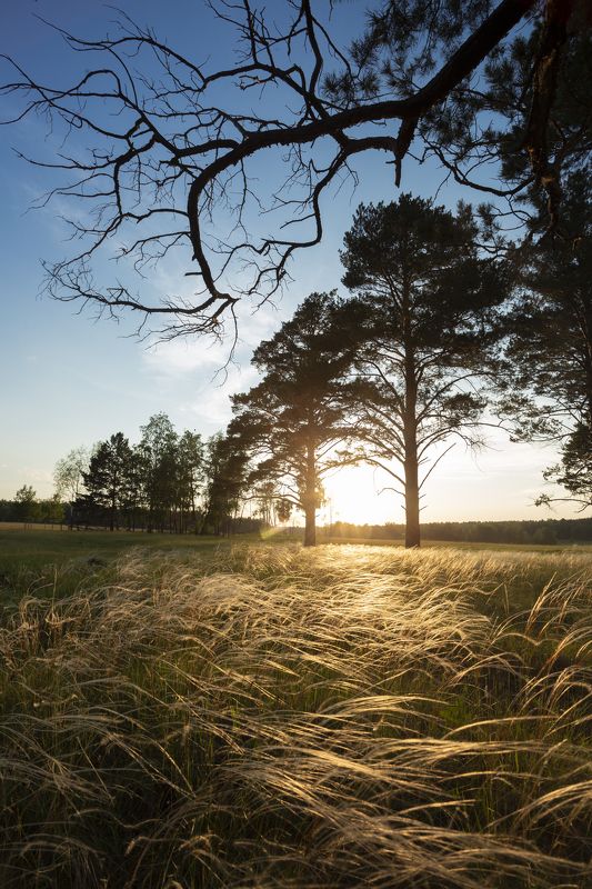 трава в контровом светеphoto preview
