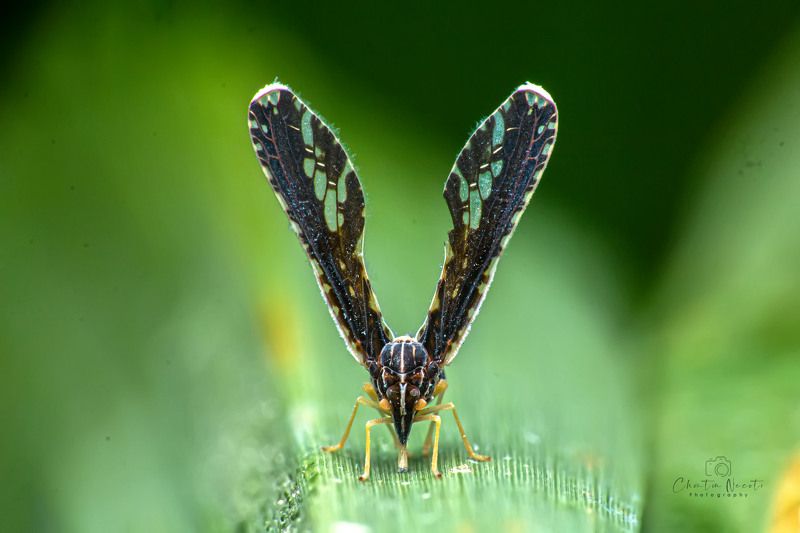 hopper, derbidae, small, animal, insect, outside, macro, nature, natural, focus, light, green V hopper (Derbid Planthopper - Derbidae)photo preview