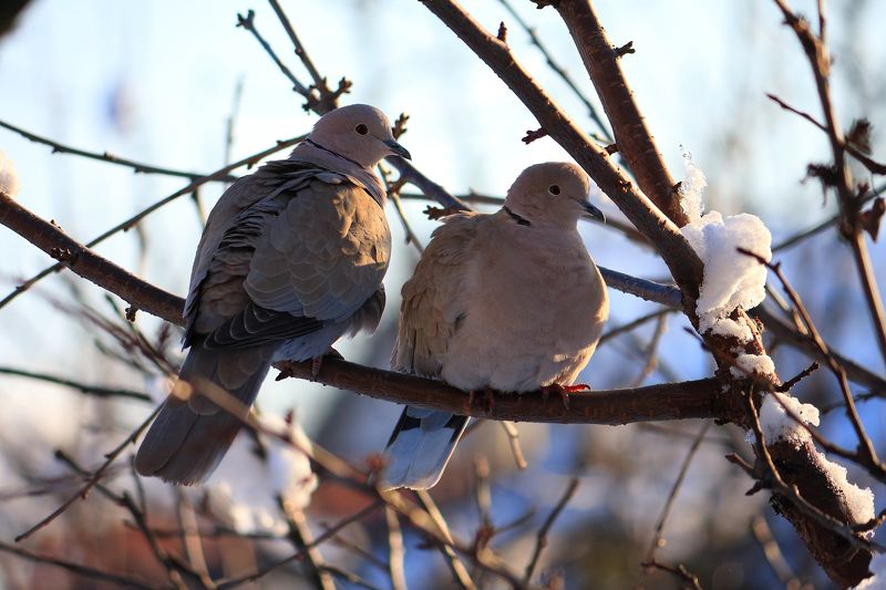 серый голубь, горлица Горлицаphoto preview