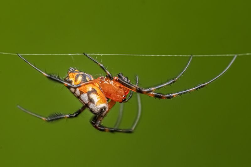 spider, animal, nature, natural, long legs, macro, beauty, beautiful, outdoor Spiderphoto preview