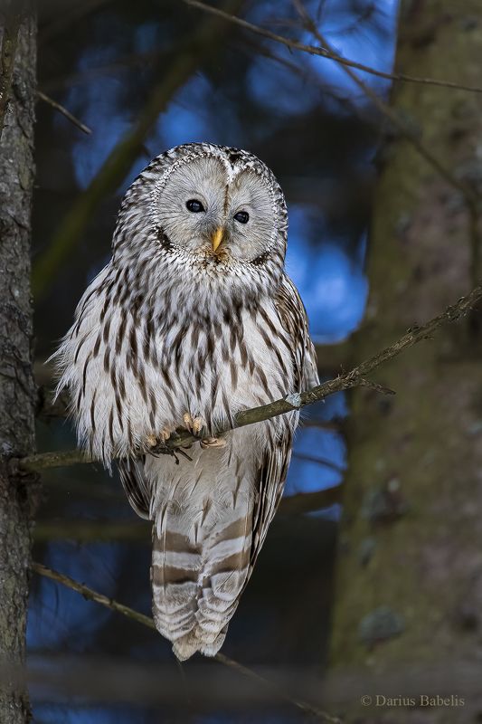 Длиннохвостая неясытьphoto preview