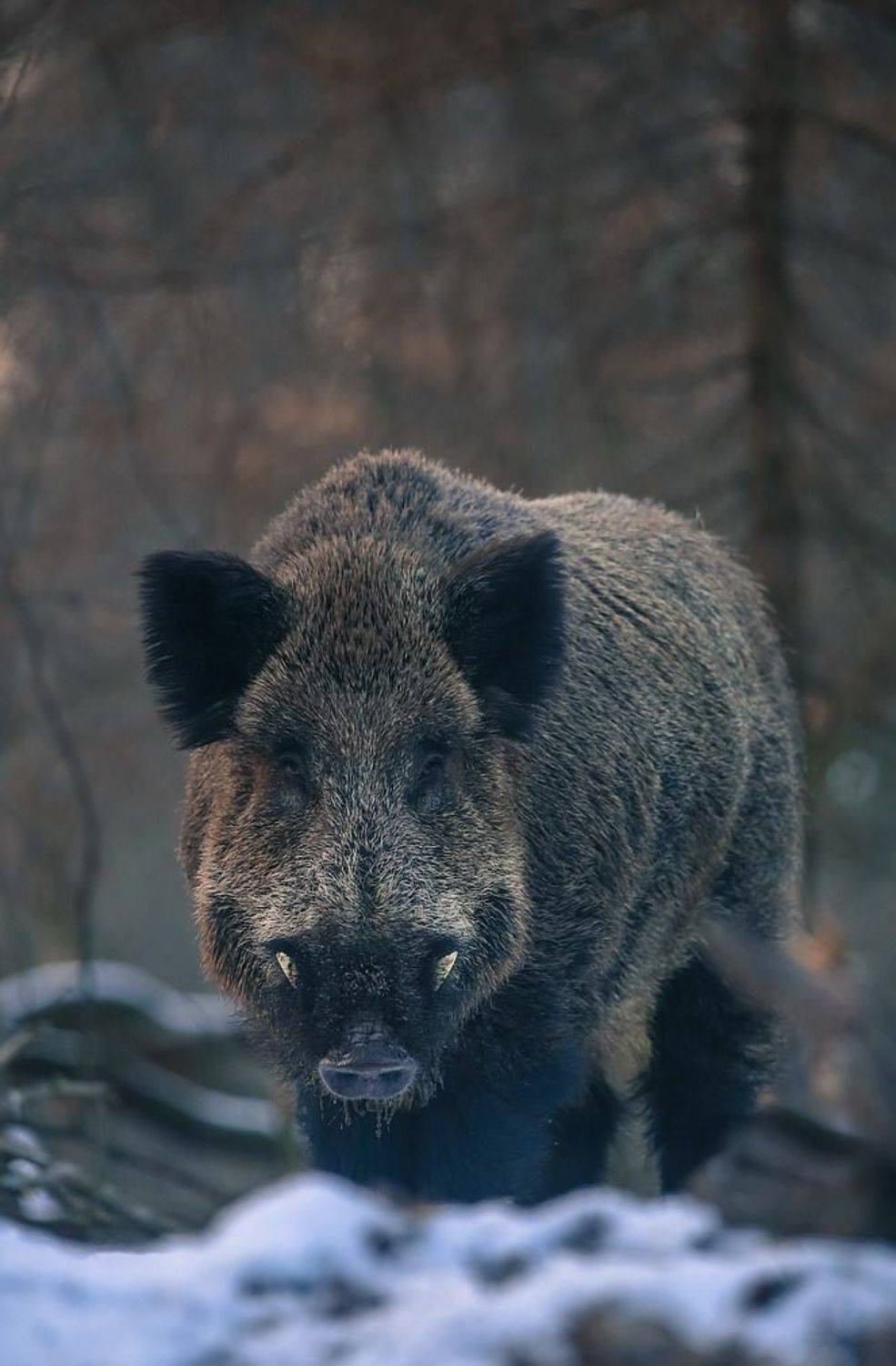 , Вячеслав Мищенко