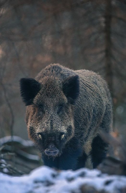 Вот и встретились...взглядомphoto preview