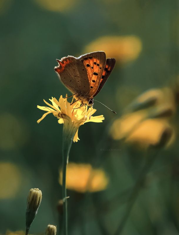 бабочка, червонец пятнистый, макро, macro, butterfly Червонец пятнистыйphoto preview