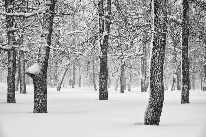 Зимний лесphoto preview