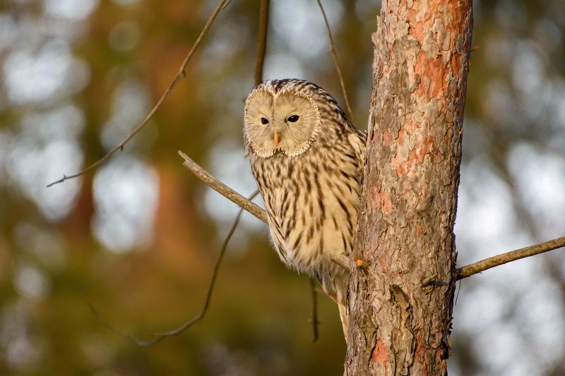 длиннохвостая неясыть неясытьphoto preview