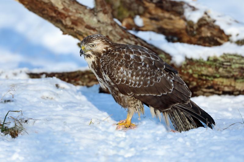Канюк. фото превью