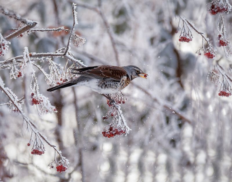 птица, дрозд, рябина, зима, ягода, рябинник.. фото превью