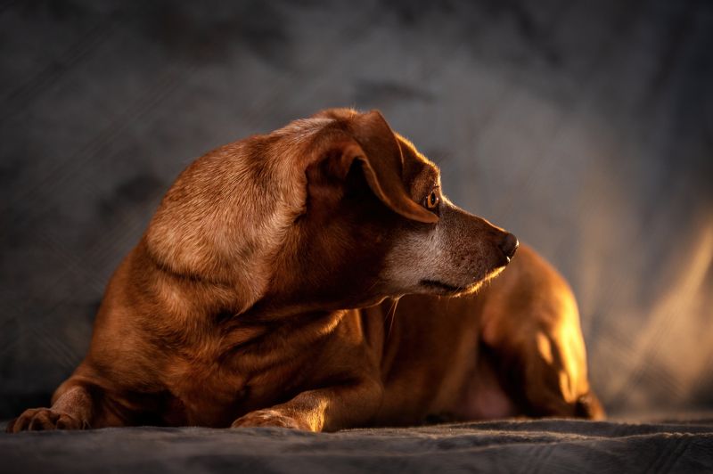 Алексаphoto preview