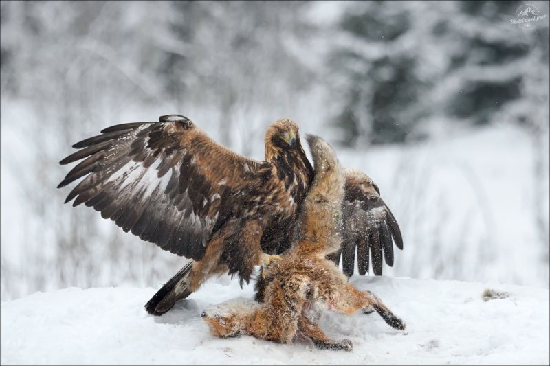 беркут, лиса, фотоохота, фотоохота в беларуси, фототур в красный бор, красный бор, Последнее танго ..photo preview