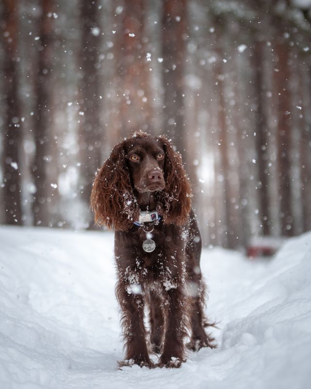 Снег идет, снег идет...photo preview