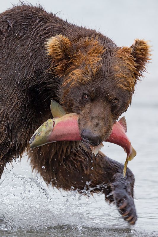 Камчатка, медведь, животные, природа, путешествие, фототур,  Пока никто не видитphoto preview