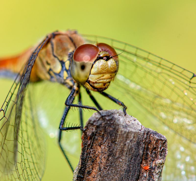 diplacodes bipunctata, dragonfly, insect, animal, wild, macro Diplacodes bipunctataphoto preview