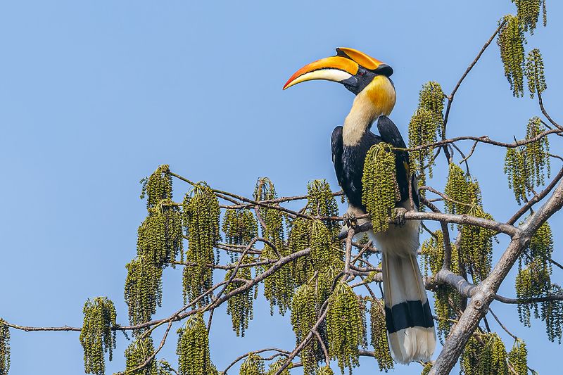 双角犀鸟（学名：buceros bicornis） 双角犀鸟（学名：Buceros bicornis）photo preview