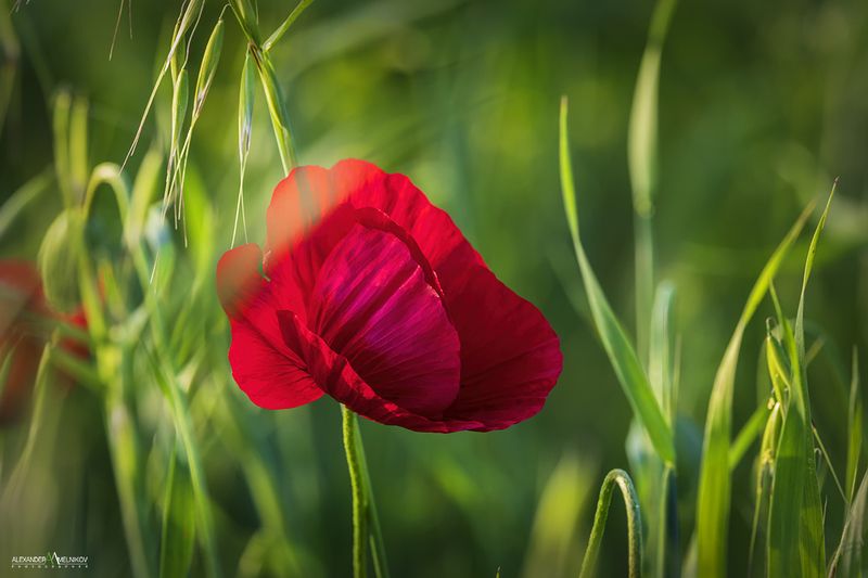 Нежностьphoto preview