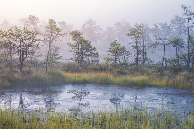Рассвет на болотеphoto preview